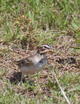 Lark Sparrow